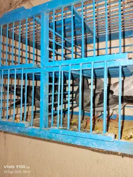 Burung kolong anak kan