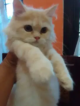 Lepas adopt kitten NS Munchkin