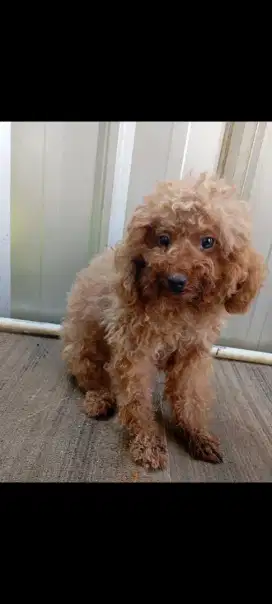 Anjing poodle betina 1 th