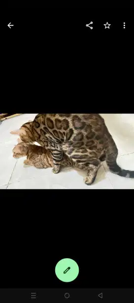 Kucing b e n g a l jantan