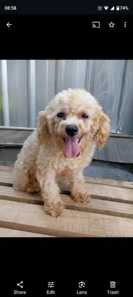 Anjing poodle betina 9 bulan