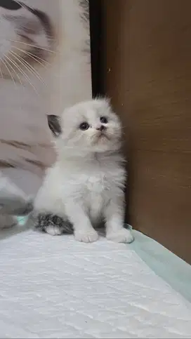 Kucing lucu dan gemas