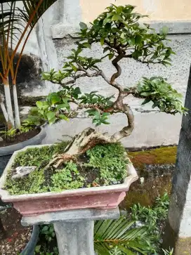 Bonsai bougenvil ungu