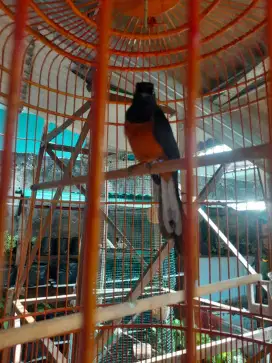 Murai batu jantan