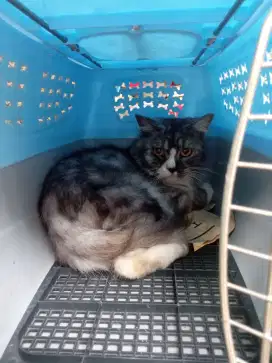 kucing Persia/anggora
