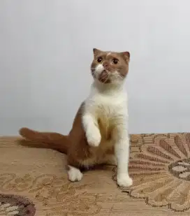 British Shorthair Cinnamon Bicolor