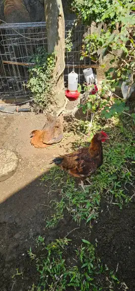 Ayam pancamurti betina dan jantan