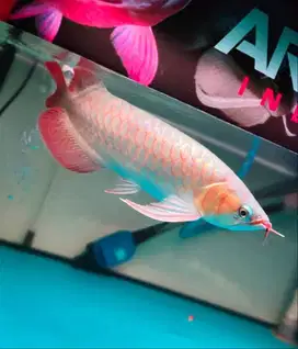 Ikan arwana super red uk 30cm