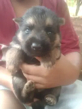 anakan herder / gsd