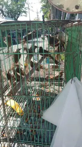 Ready trucukan banyak pilihan