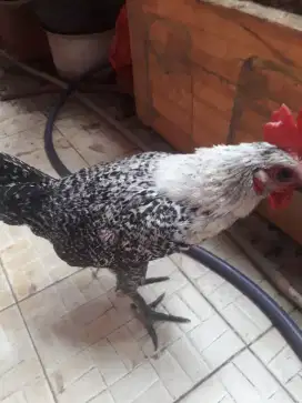 ayam arab jantan remaja