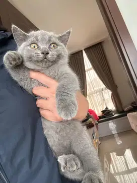 British Shorthair Kitten Warna Solid Blue