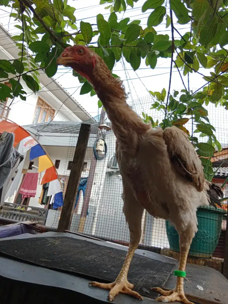 Ayam Betina Shamo Eropa
