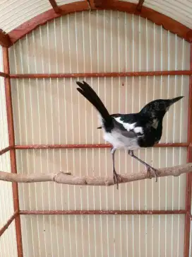Kacer muda prospek bodi big rajin bunyi