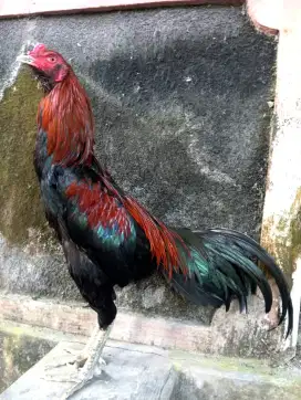 Ayam Bangkok ( Khoyngon )