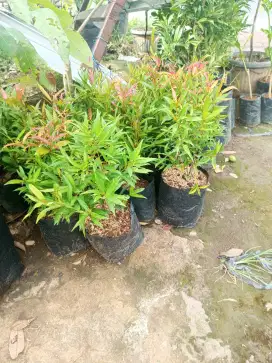 Tanaman Pucuk Merah