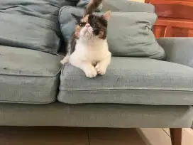 Anak Kucing Persia Peaknose Exotic Ped CFA