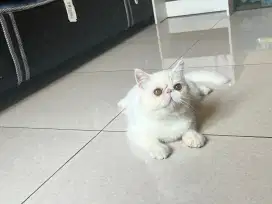 Anak Kucing Persia Peaknose Exotic Ped CFA
