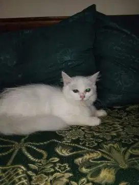 Kitten Persia medium mix munchkin