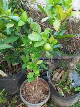 Bibit Jeruk lemon Berbuah