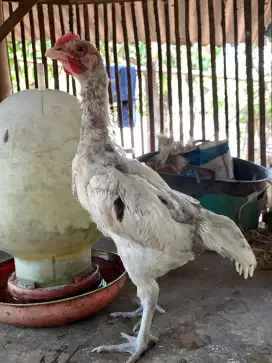 Ayam pelung umur 2,5 bulanan sepasang 340