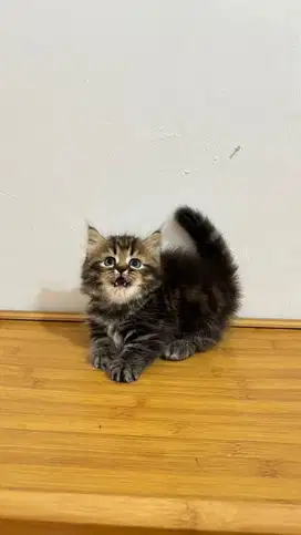 Munchkin minute tabby