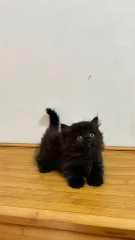 Kucing munchkin