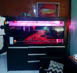 Tank Aquarium Kabinet Jumbo 180x165x80 Bonus Ikan Arwana Perlengkapan
