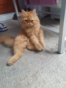 Pekanose jantan