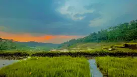 Dijual Murah Tanah Kebun dan Sawah Luas 4000 m2 di Cikalong Bandung