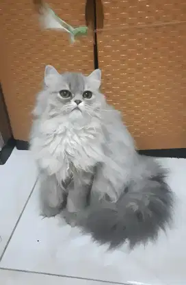 Persia flatnose betina 4 bln