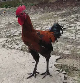 Anak Ayam pelung
