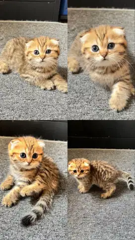 SCOTTISH FOLD GOLDEN TABBY Jantan 3 Bulan