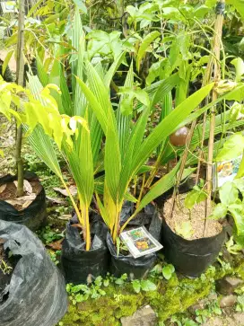 Bibit kelapa gading