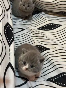 Open Adopsi Kucing British Shorthair (BSH)