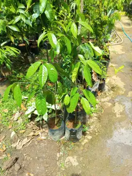 Bibit Buah Kepel