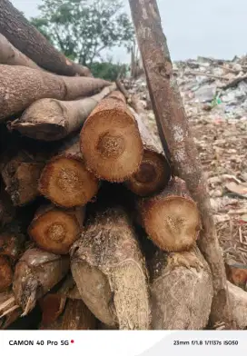Jual bambu steger 6 meter