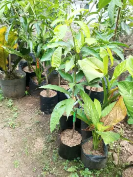 Bibit Mangga Chokanan