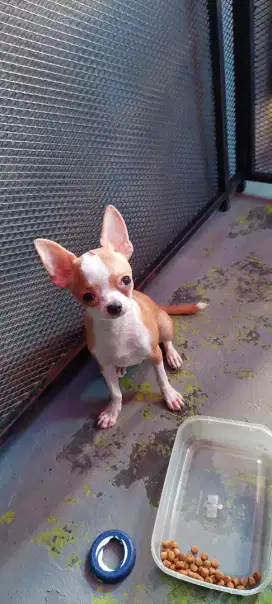 Chihuahua jantan puppy