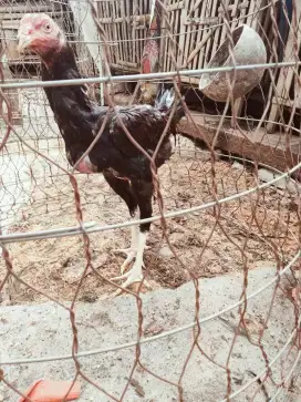 Ayam Bangkok koyngon
