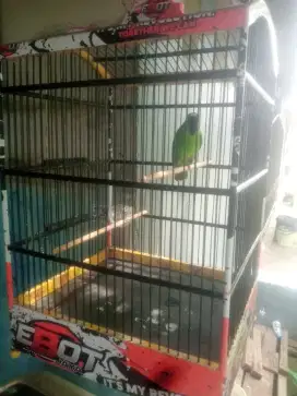 Burung muda gacor dor