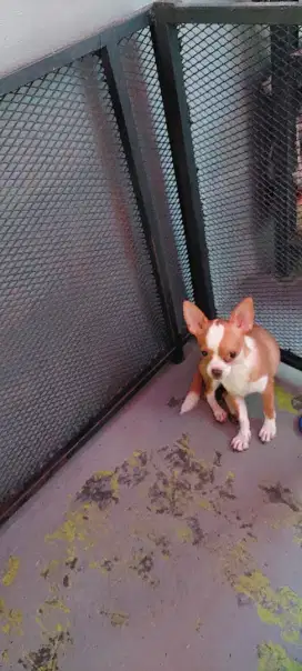 Chihuahua jantan puppy