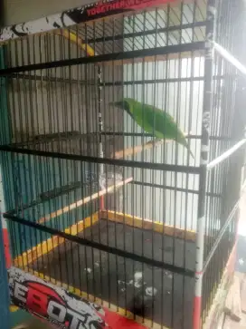 Burung muray gacor bu