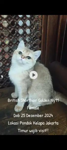 British Shorthair Golden