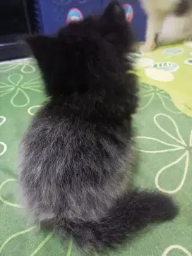Kucing Persia Jantan Black Smoke Silver warna Langka