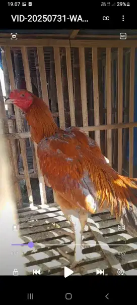 Ayam muda full brakot