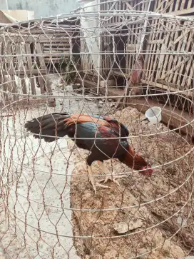 Ayam Bangkok klasik.