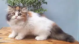 KUCING PERSIA MEDIUM BETINA 2 BULAN GEMOY GEMOY