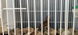 Burung Branjangan