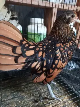 Dijual ayam batik kanada betina umur 4 bulan